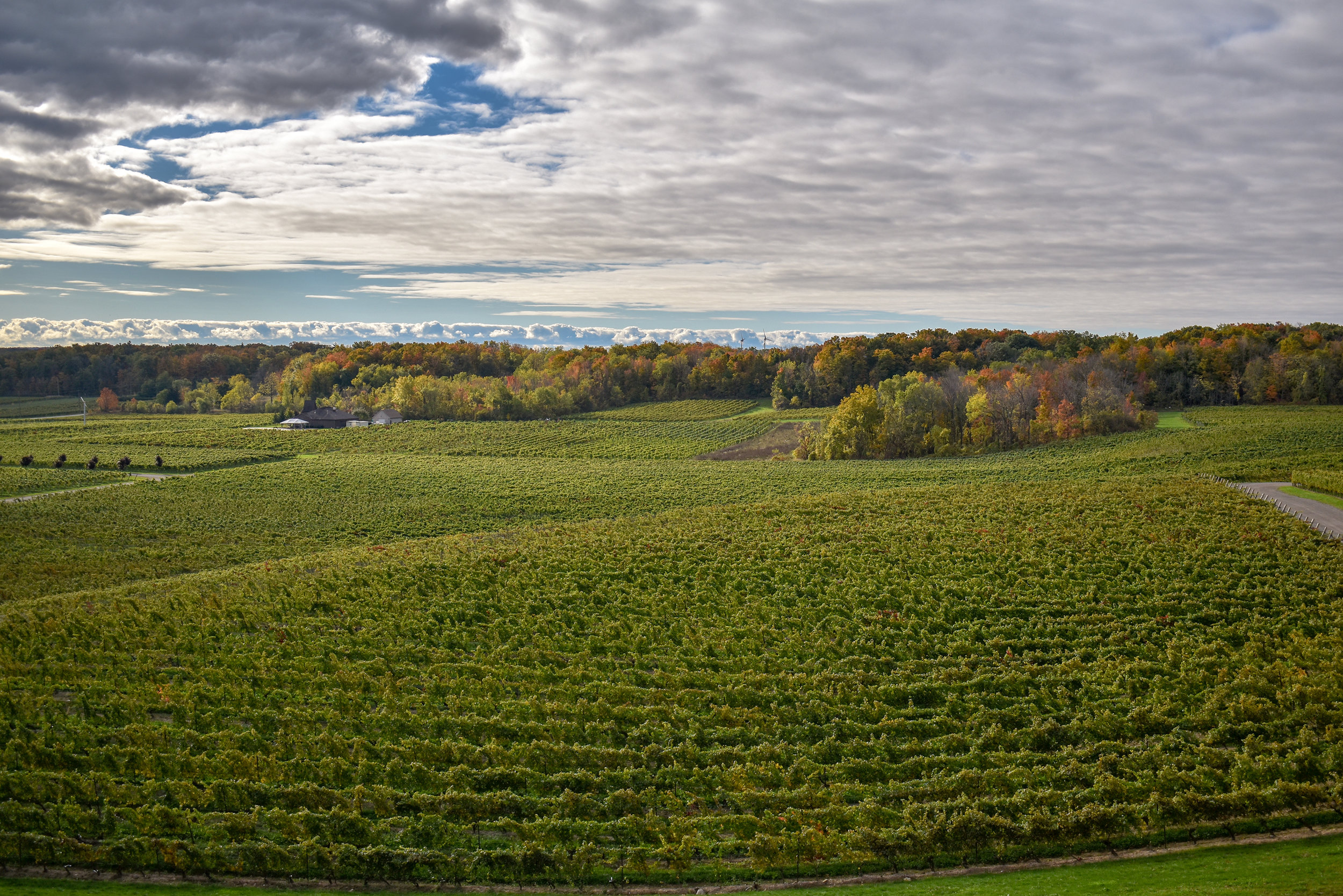 Vineyard - Vineland-LZ.jpg