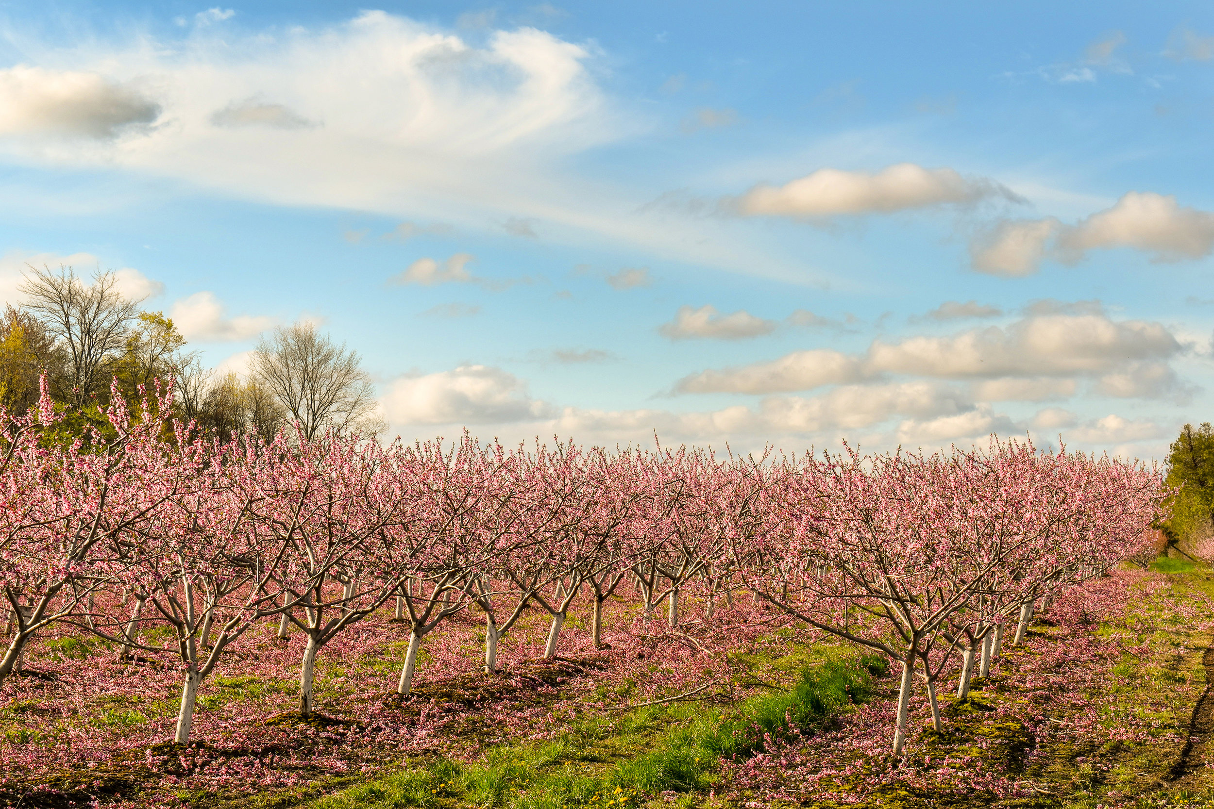 Cherry Blossoms-LZ.jpg