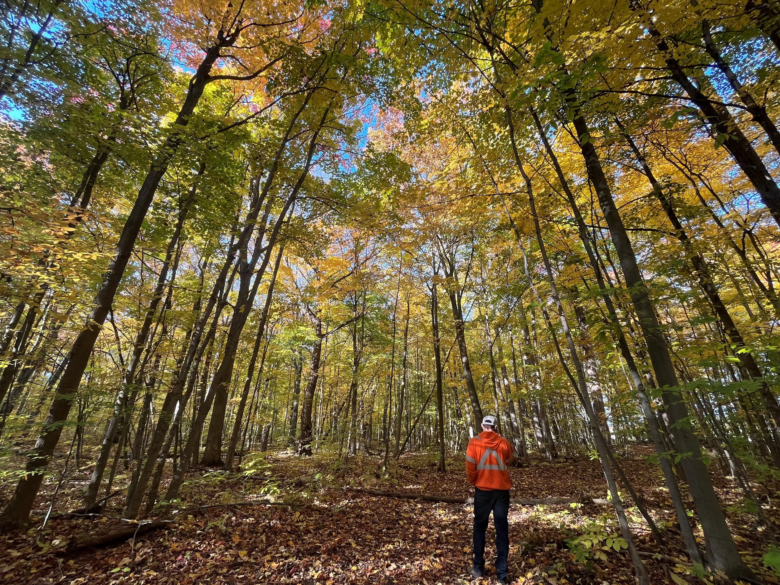 Tommy Williams Forest- Brant 2023.jpg