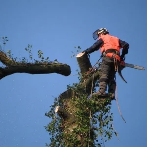 TREE SURGERY