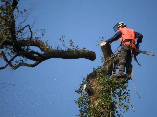 Mark - Senior Arborist &amp; Chief Monkey!