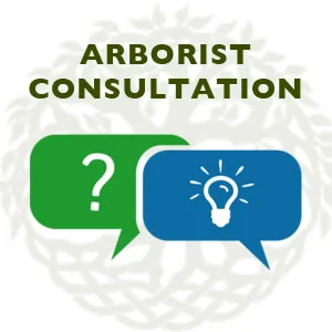 ARBORIST CONSULTATION