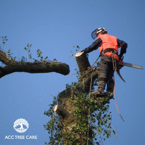 acc-tree-care-gallery-21.jpg