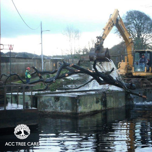 acc-tree-care-gallery-19.jpg