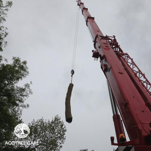 acc-tree-care-gallery-18.jpg