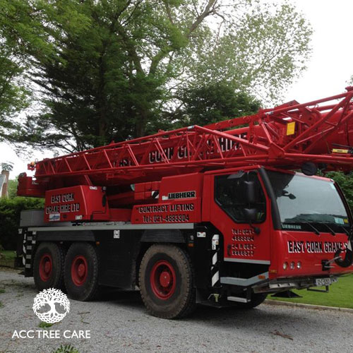acc-tree-care-gallery-17.jpg