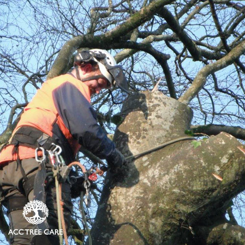 acc-tree-care-gallery-14.jpg