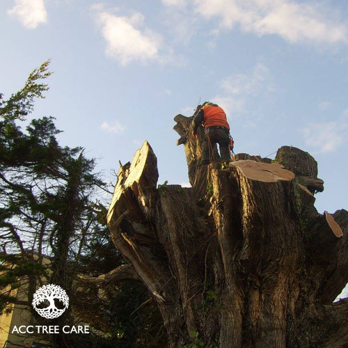 acc-tree-care-gallery-12.jpg