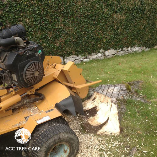 acc-tree-care-gallery-11.jpg