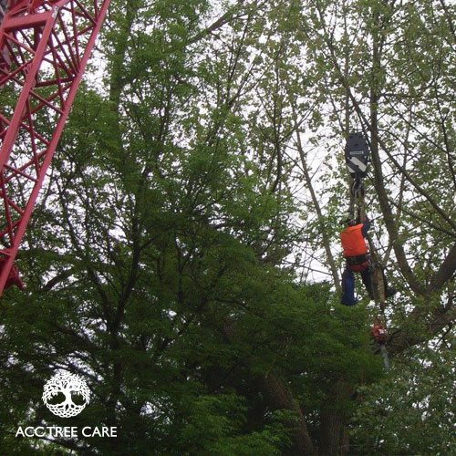 acc-tree-care-gallery-9.jpg