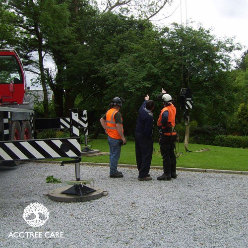 acc-tree-care-gallery-4.jpg