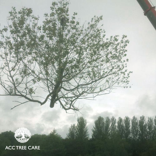 acc-tree-care-gallery-6.jpg