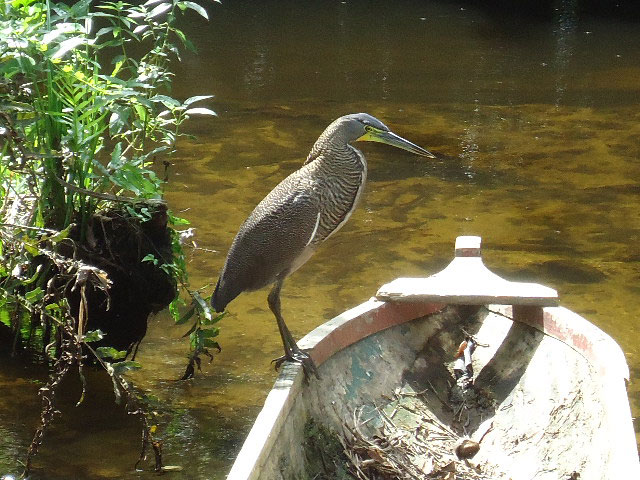 Tiger Heron