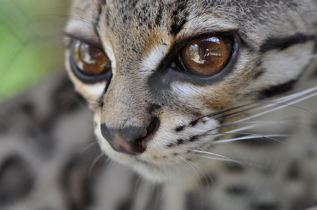 Margay