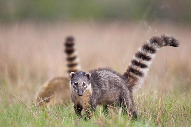 Coati
