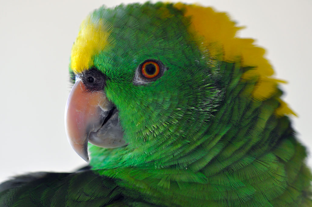 Green Parrot
