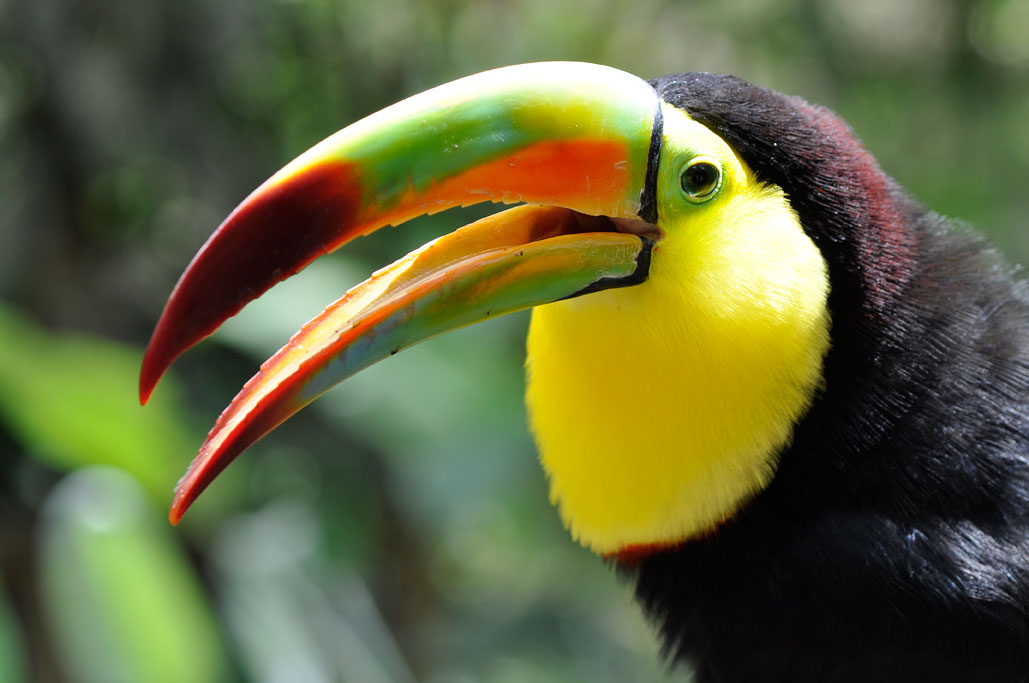 Toucan