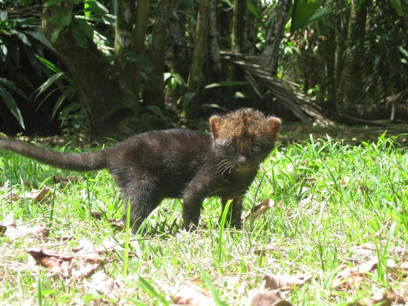 Jaguar