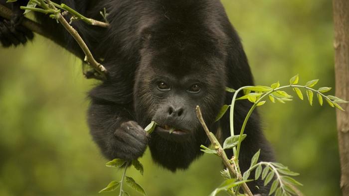 Howler Monkey