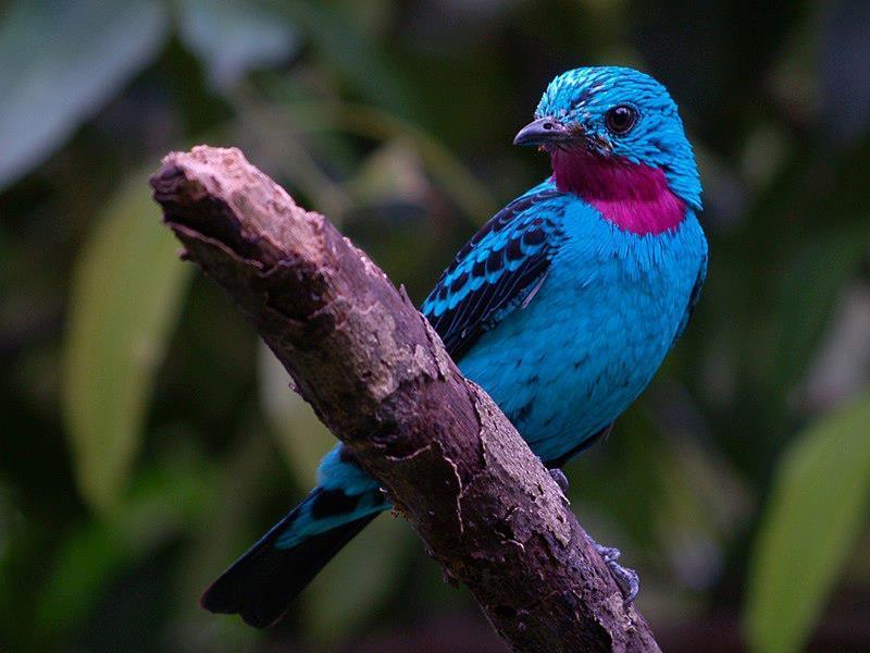 Cotinga