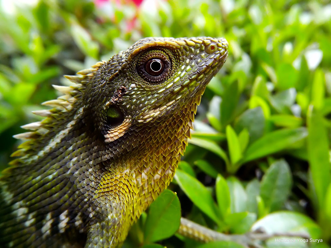 Crested Lizard