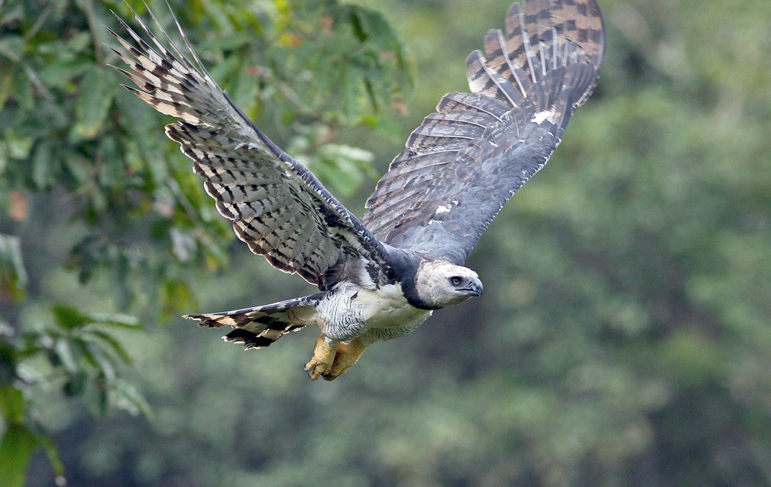 Harpy Eagle