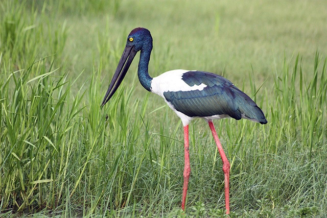 Jabiru Stork