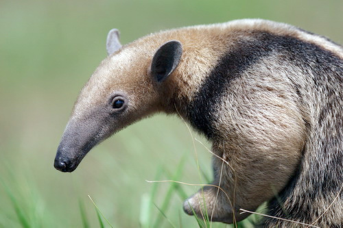 Tamandua