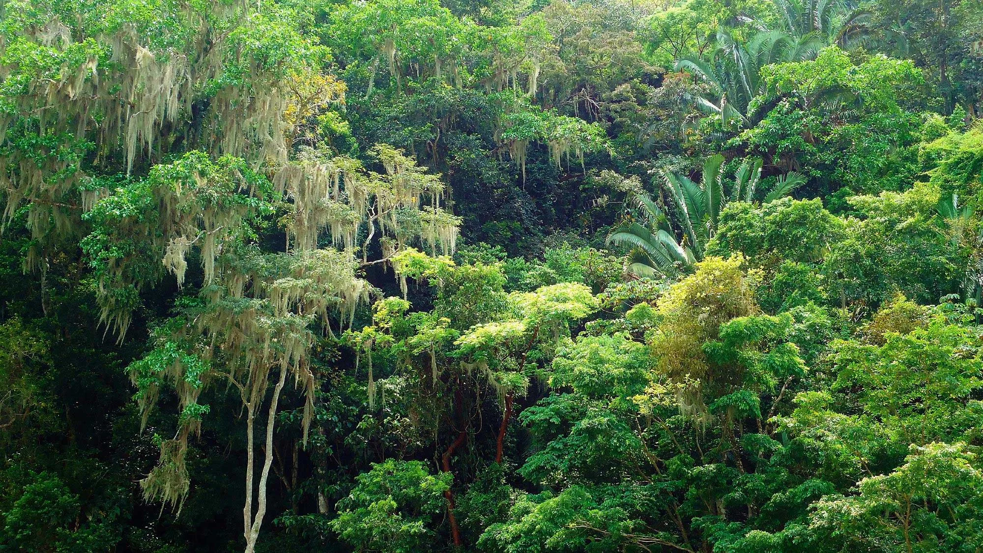 las-cascadas-lodge-view.jpg