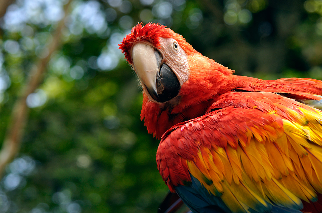 Scarlet Macaw