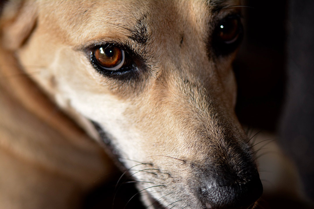 Canis familiaris (chispa)