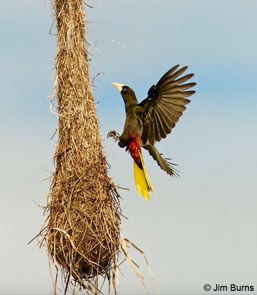 An Oropendola lights upon a hanging nest