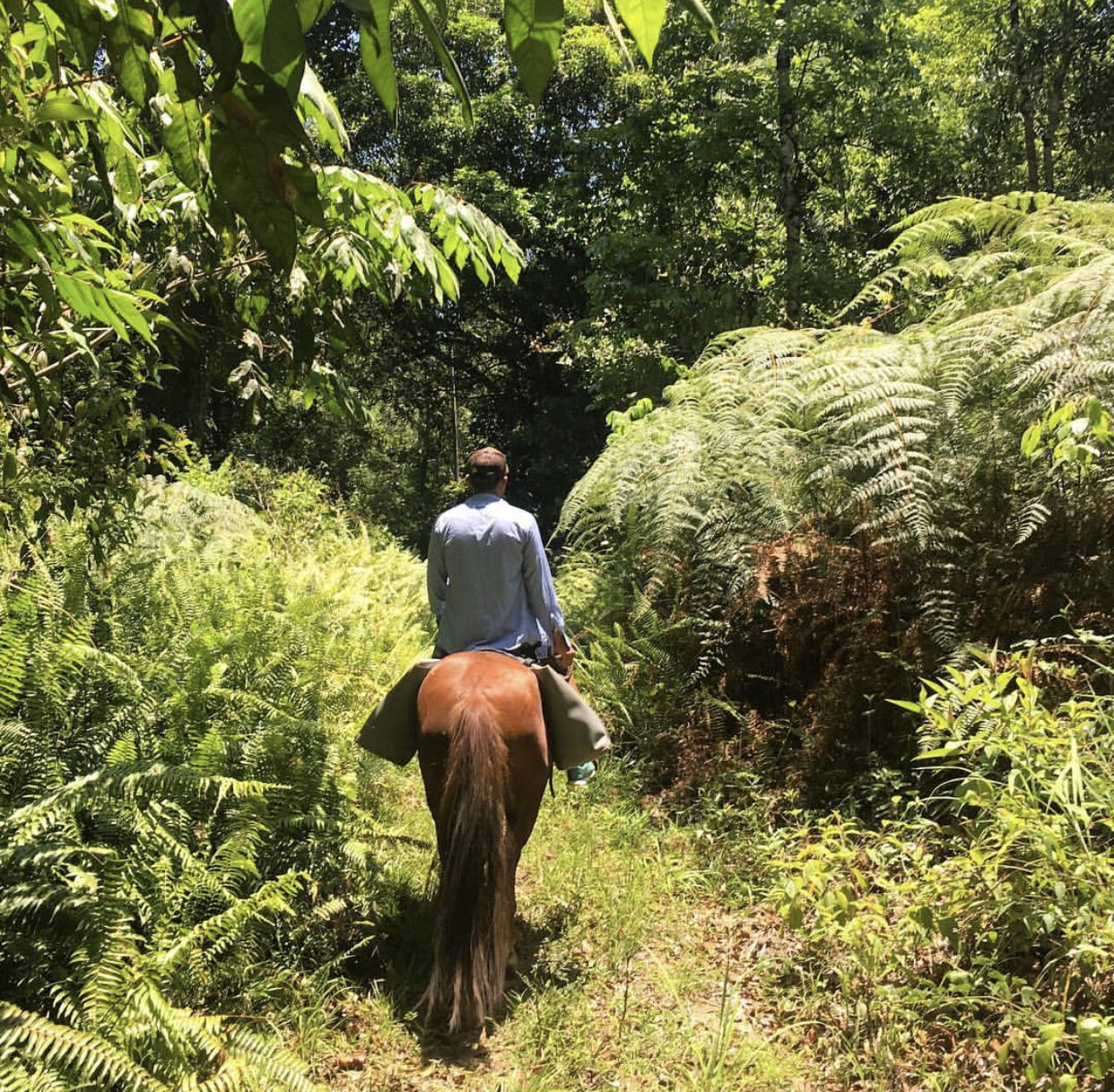 jungle horseback riding