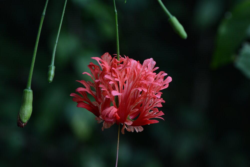 garden beauty