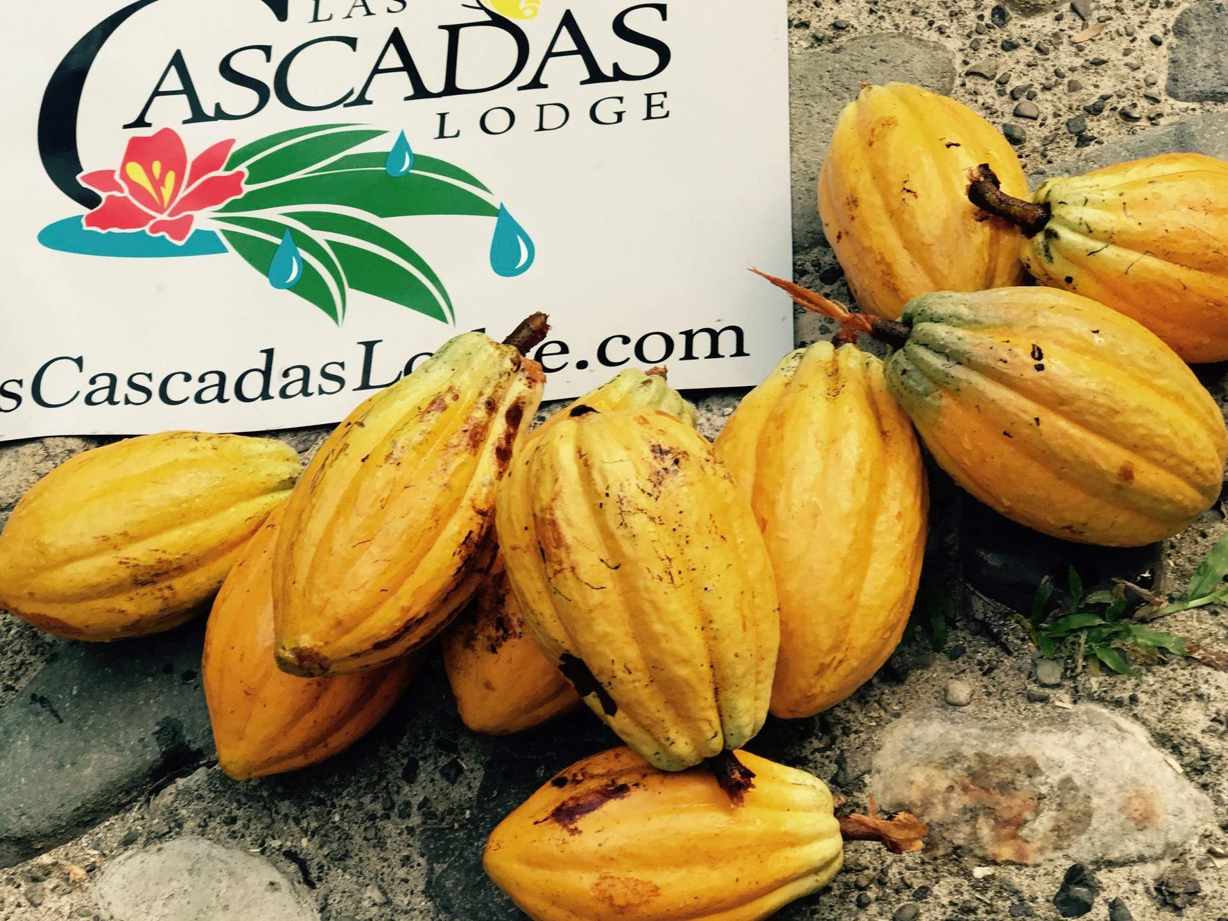 Cacao Pods