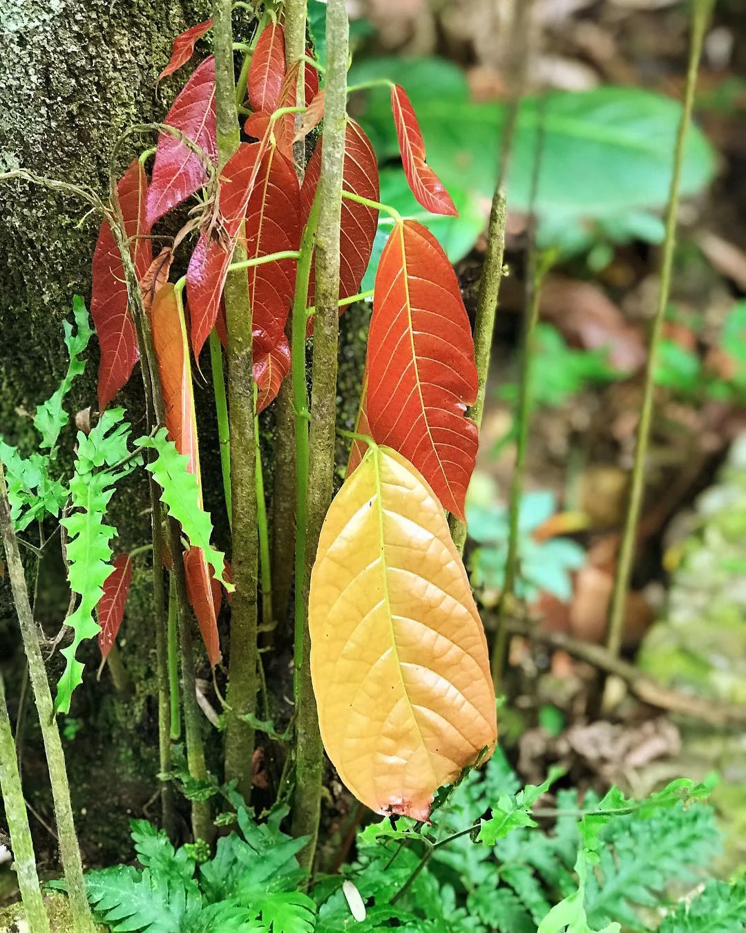 Chocolate Trees