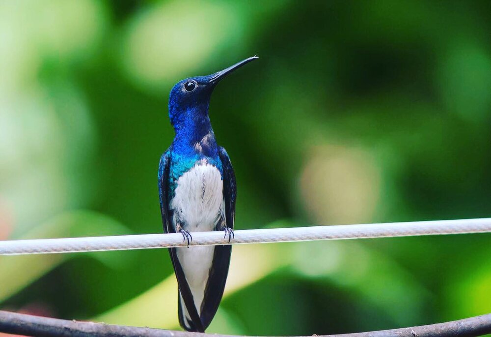 Violet-Crowned Wood Nymph