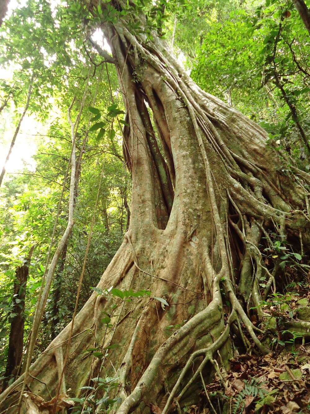 Jungle Trees