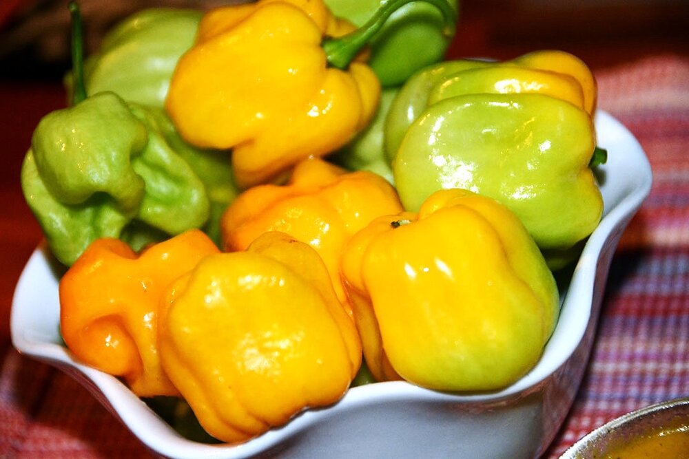 Fresh-peppers-from-Olvens-garden.jpg