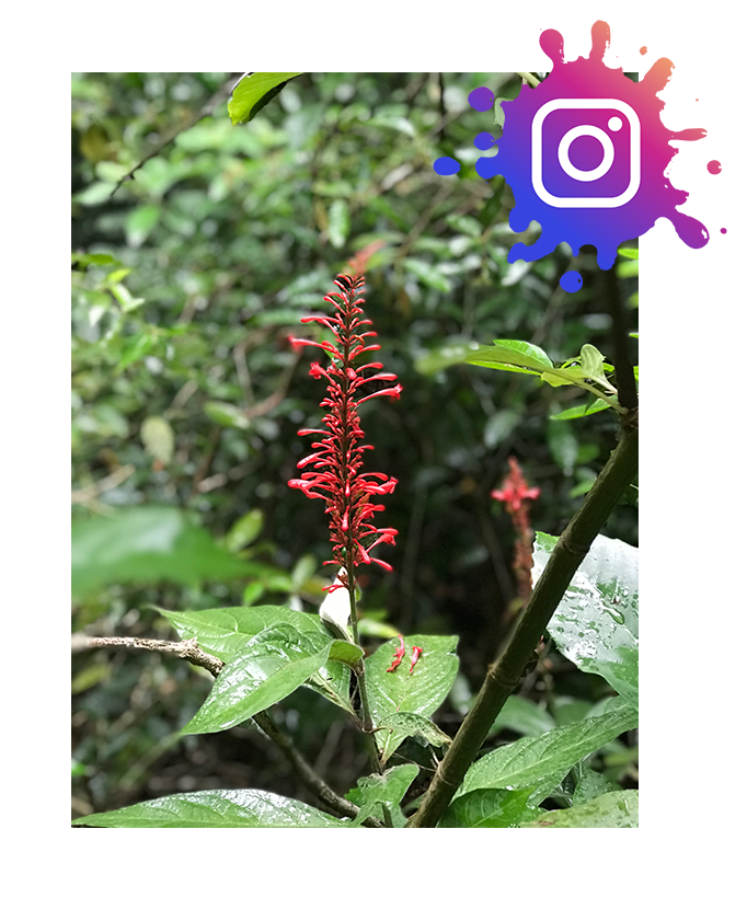 Instagram Follow (Copy)