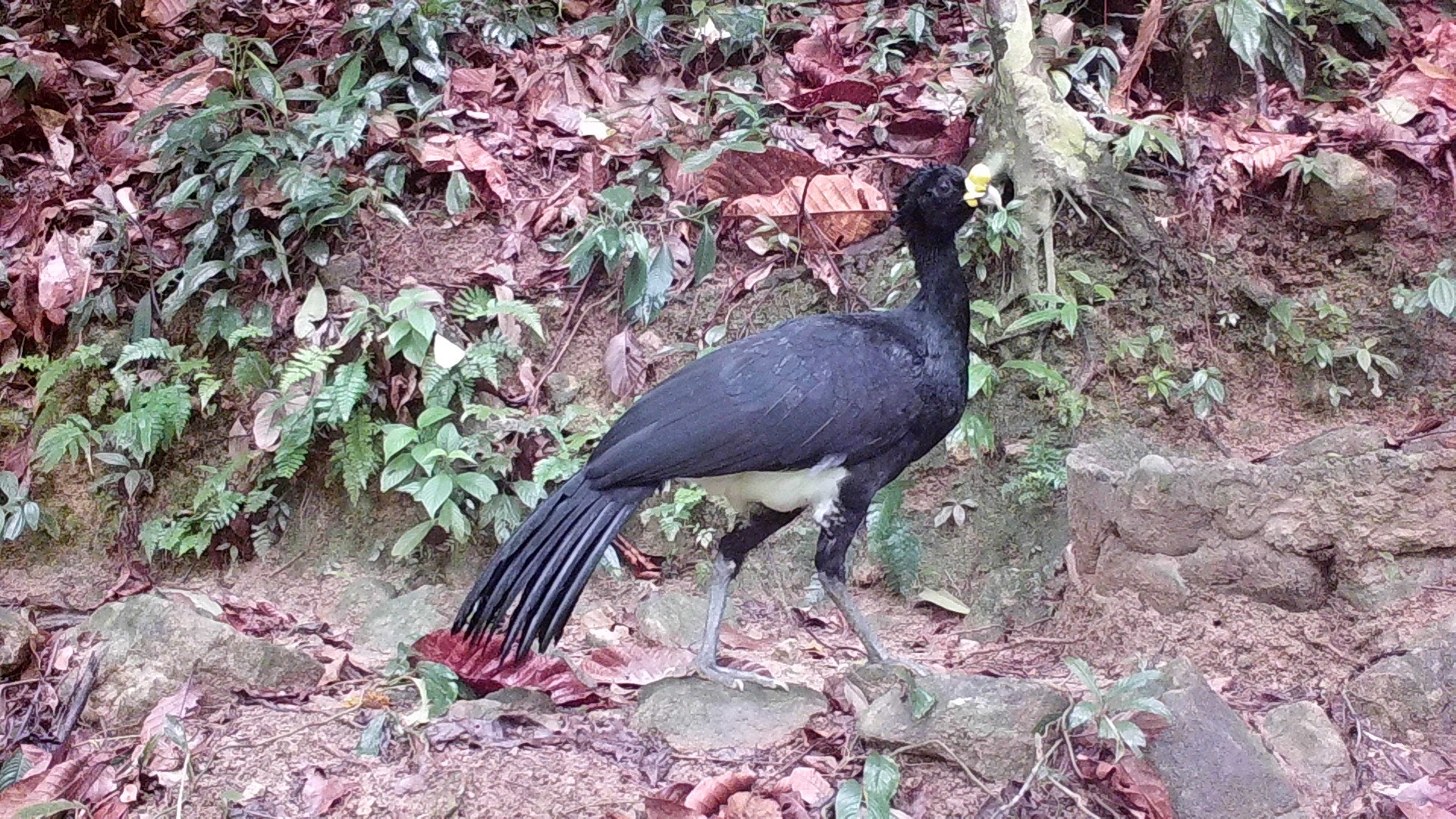 Great Curassow