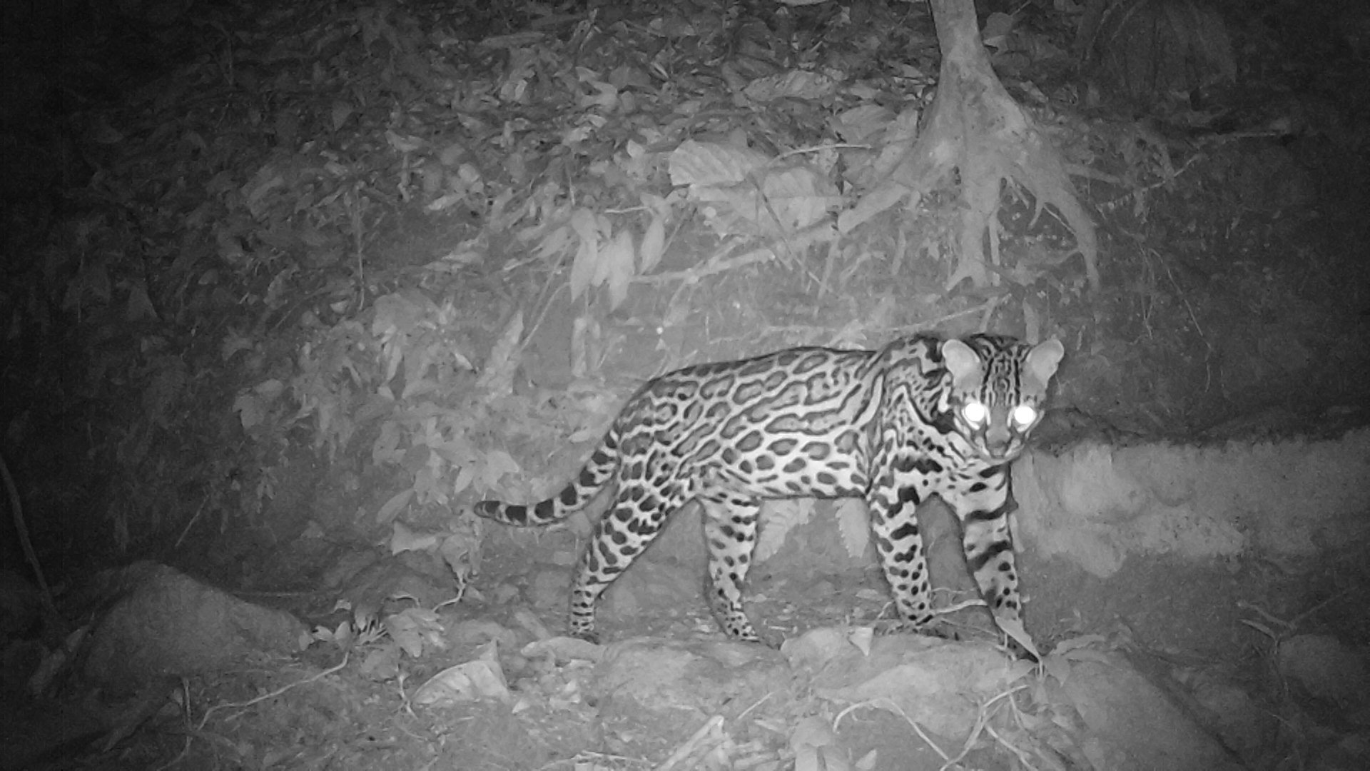 Ocelot