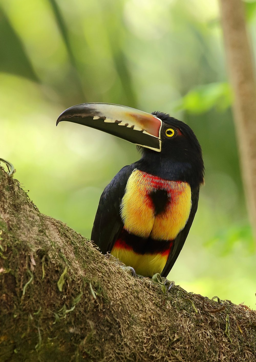 Collared Aracari