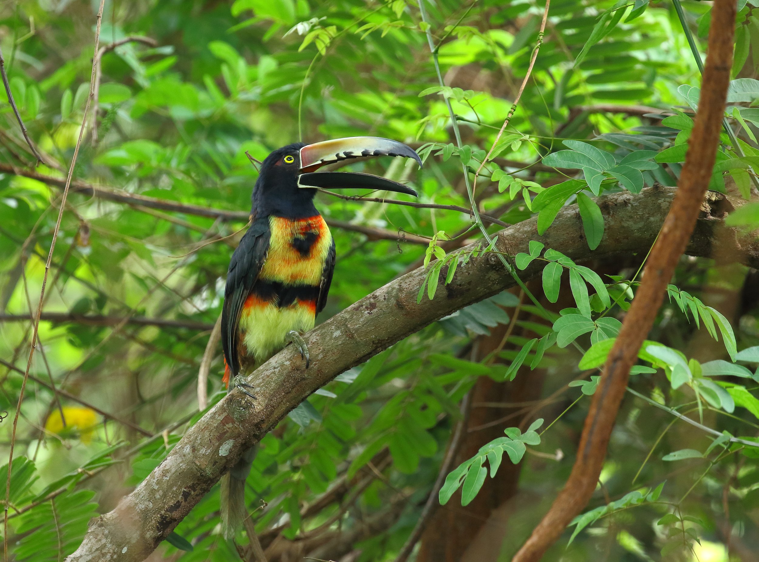 Collared Aracari