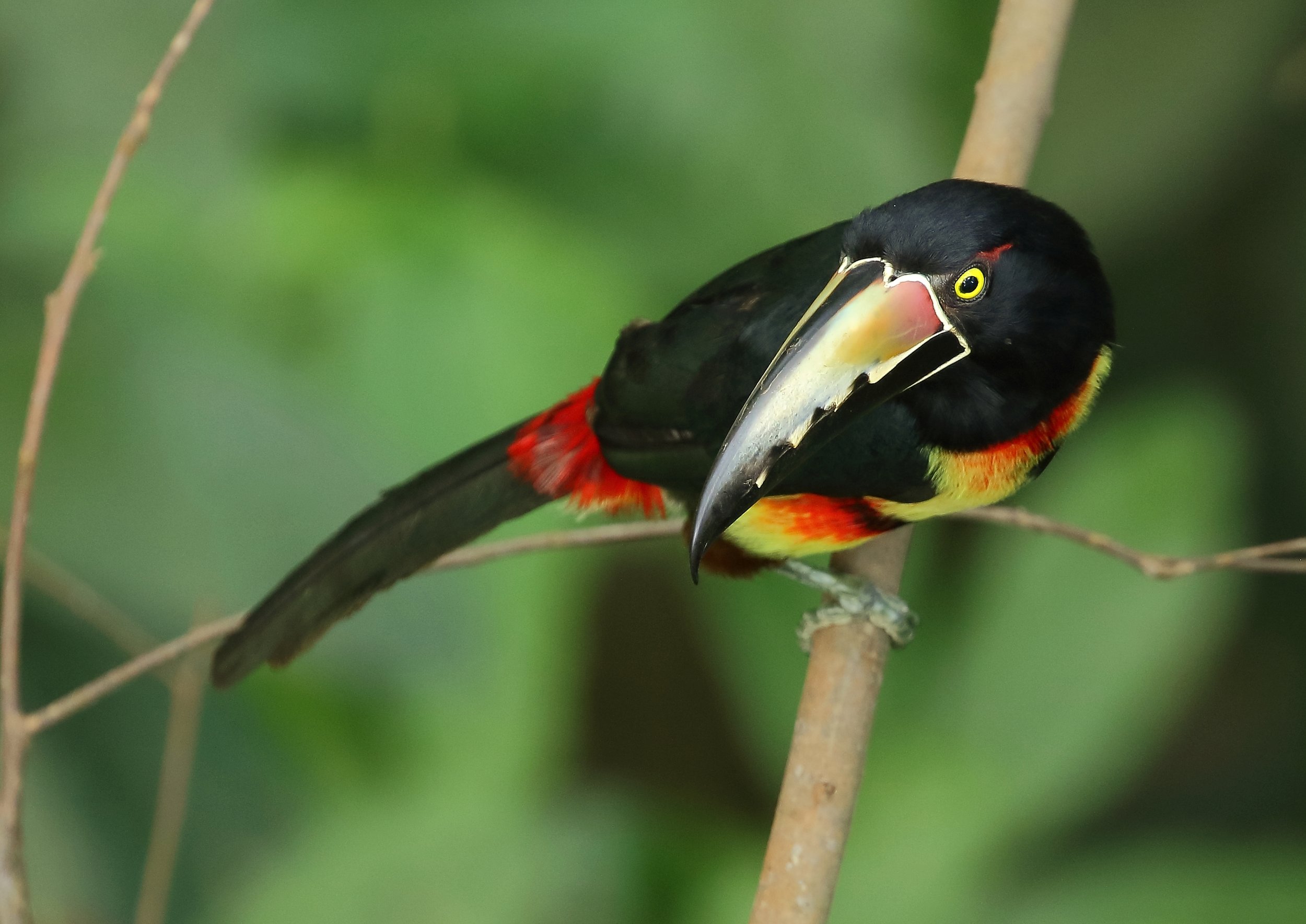 Collared Aracari