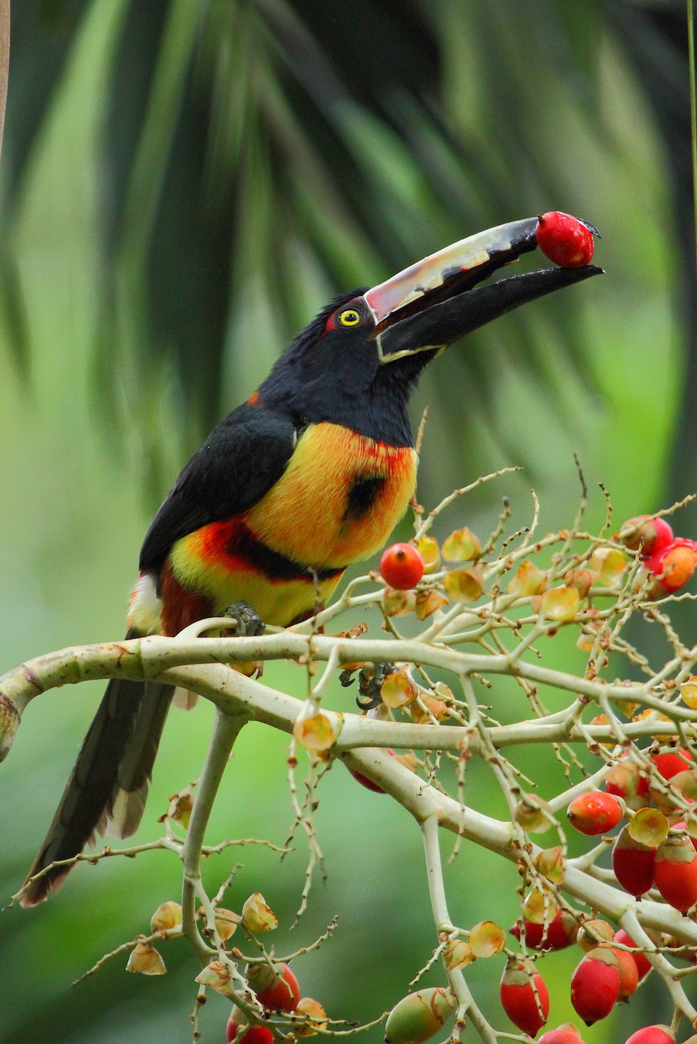 Collared Aracari