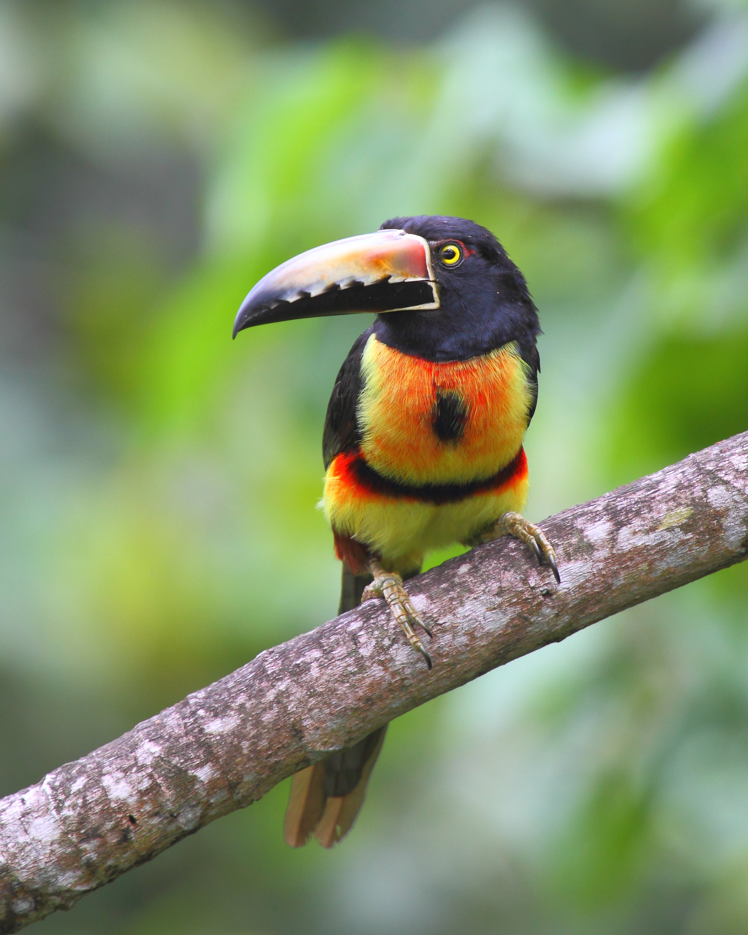 Collared Aracari