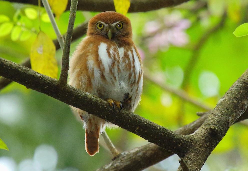 Ferruginous Pygmy Owl