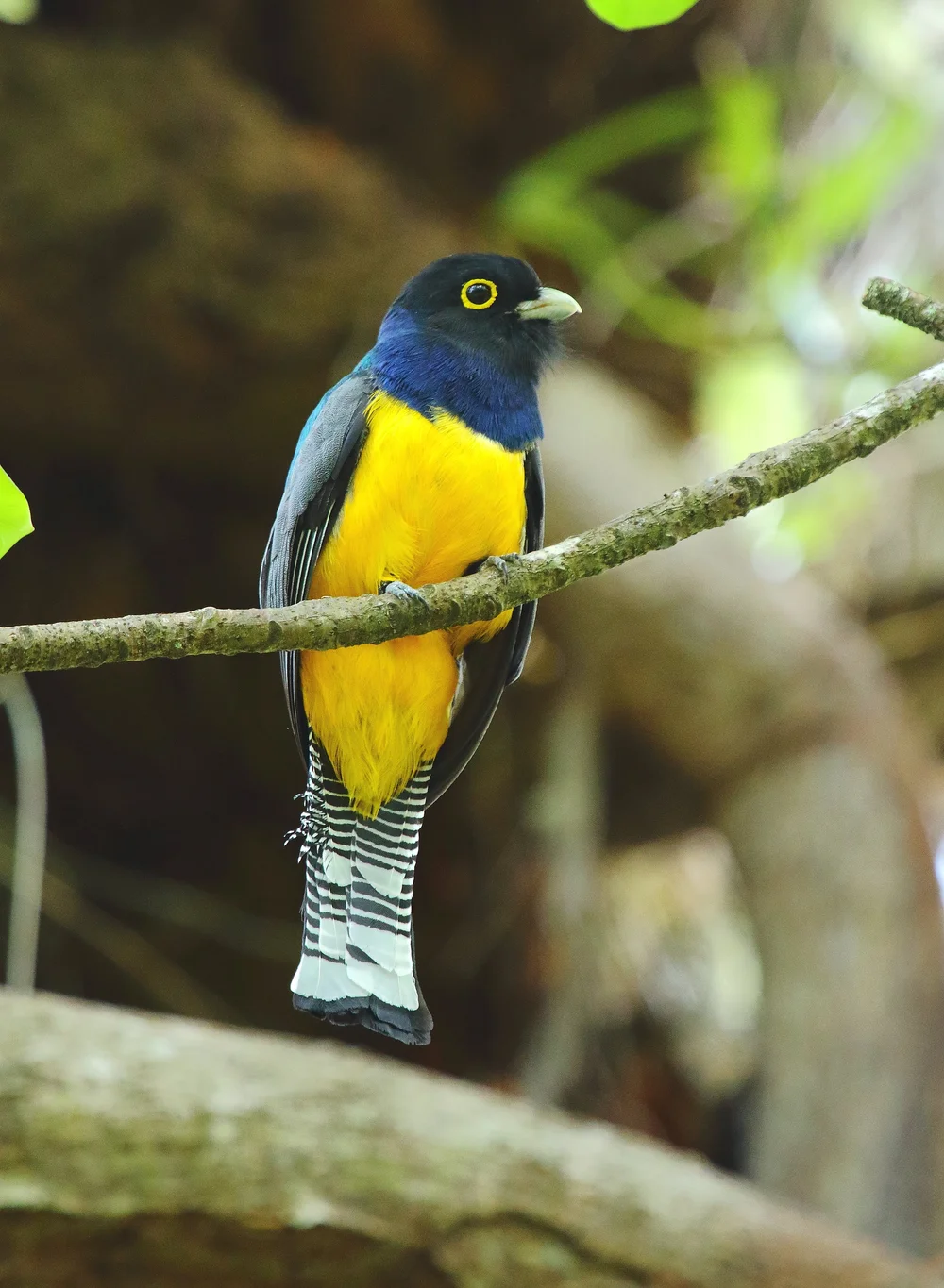 Gartered Trogon