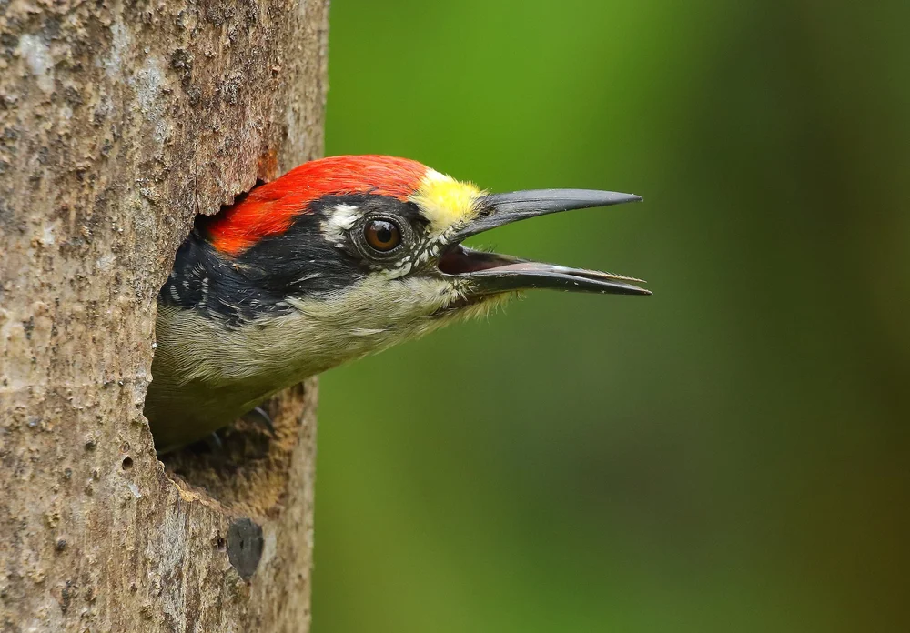 Golden-fronted Woodpecker